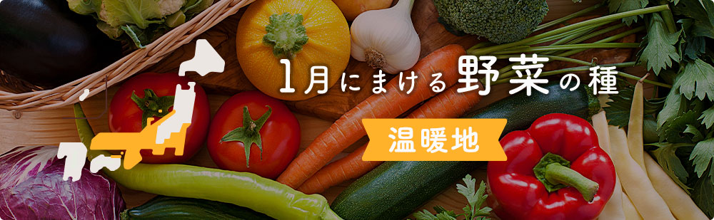 1月の温暖地にまける野菜の種