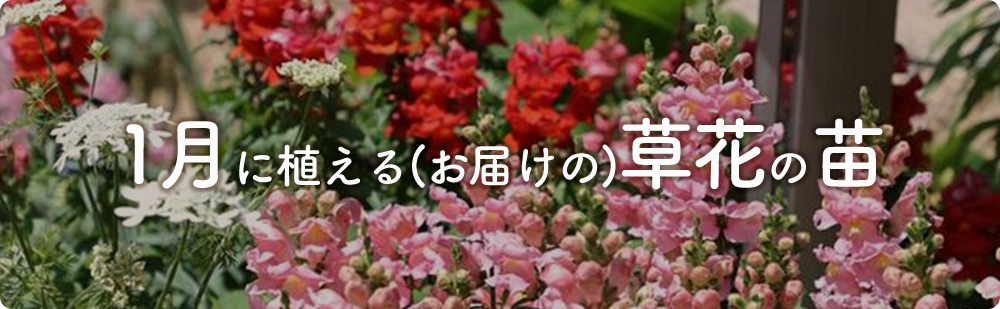 1月にまける花の苗
