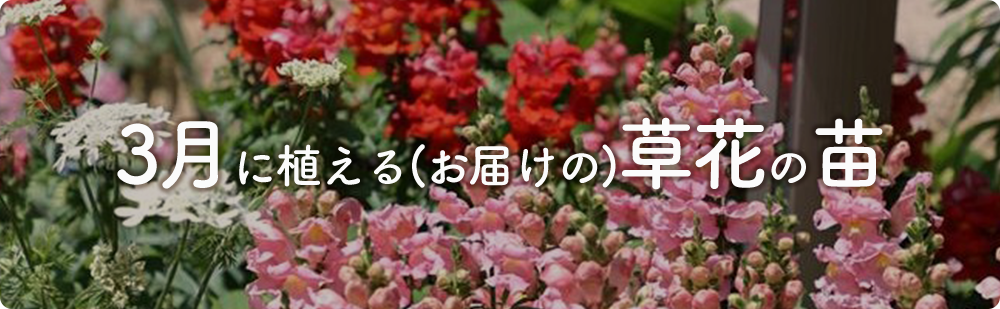 3月にまける花の苗