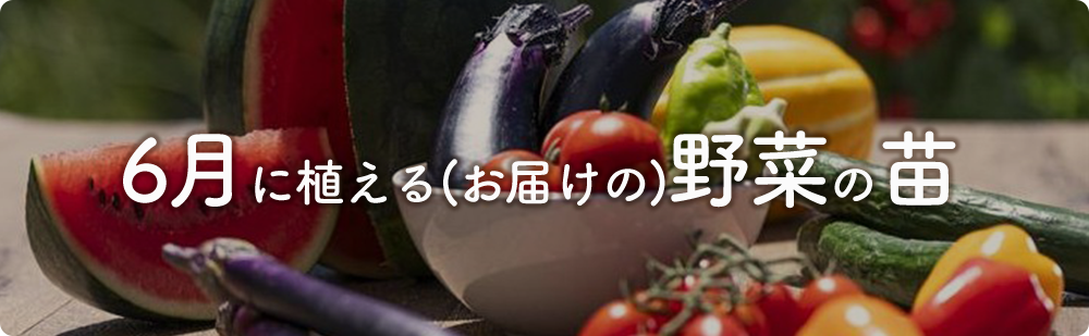 6月にまける野菜の苗
