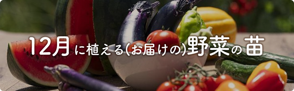 12月にまける野菜の苗