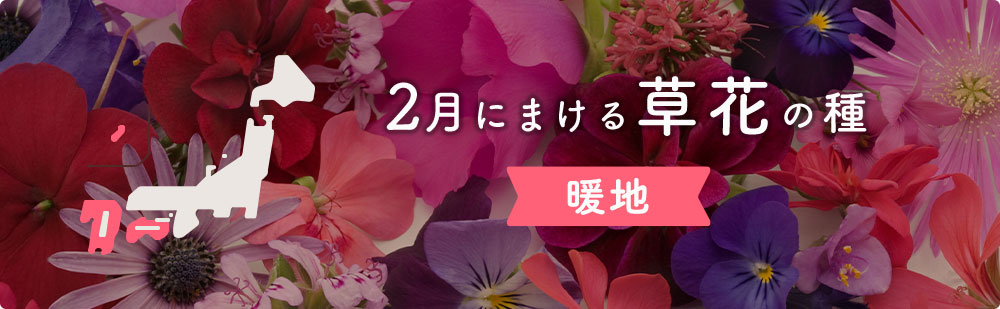 2月の暖地にまける草花の種