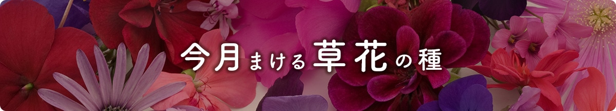今月まける草花の種