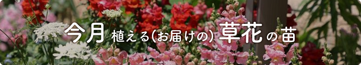 今月まける草花の苗