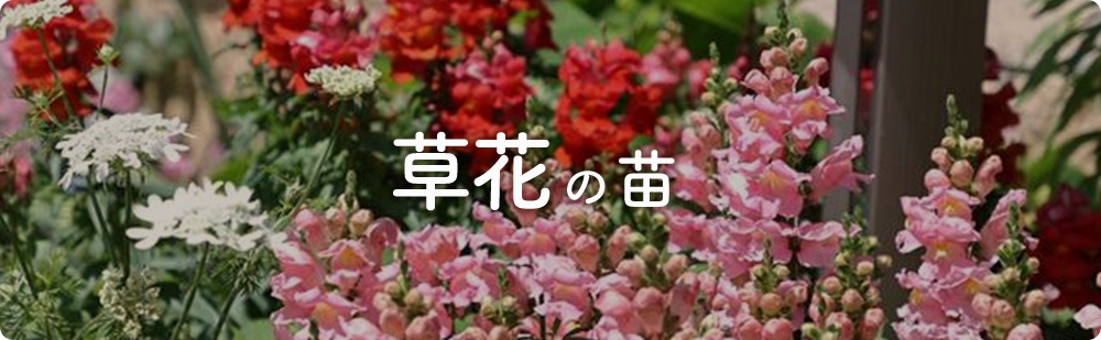 草花の苗