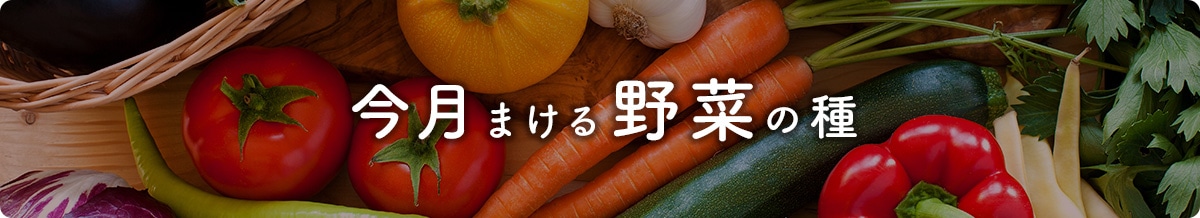 今月まける野菜の種