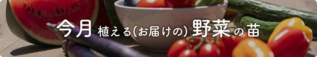 今月まける野菜の苗