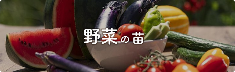 野菜の苗