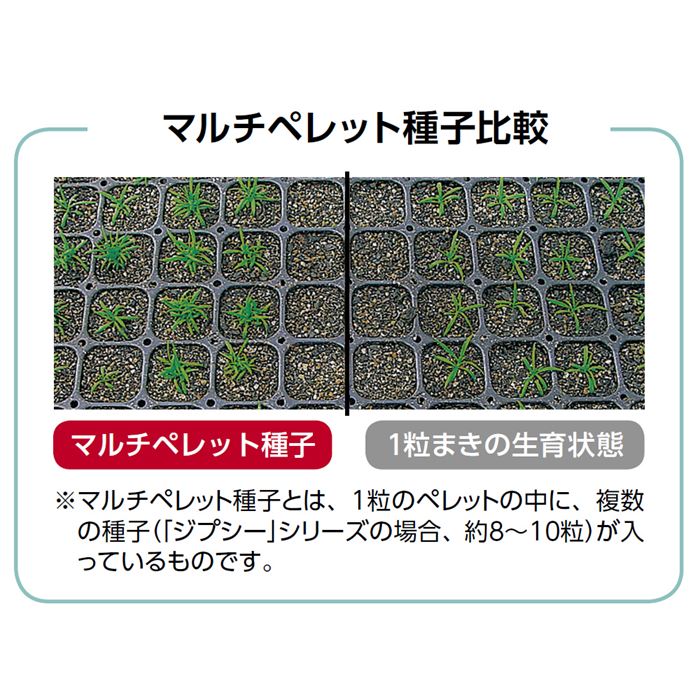 かすみ草 ジプシー ディープローズ 種 タネ 球根 苗の通販はサカタのタネ オンラインショップ