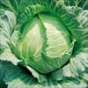キャベツ 雪みどり