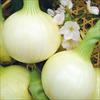 タマネギ 春いちばん