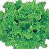 レタス   リーフレタスグリーン