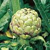 アーティチョーク