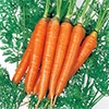 ニンジン ベビーキャロット