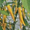 トウガラシ 黄とうがらし