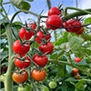 ミニトマト ロイヤルパッション