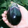 ナス 泉州絹皮水ナス