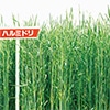 ライムギ ハルミドリ