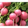 有機種子 ラディッシュ ピンキー