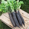 有機種子 黒長大根 ノワールロング