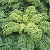 有機種子 ケール カーリータイプ 緑葉