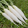 有機種子 ラディッシュ ホワイトアイシクル