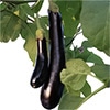 有機種子 ナス ビオレッタ