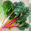 有機種子 スイスチャード ふだん草 カラフル