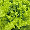 有機種子 リーフレタス ブラックシーデッドシンプソン 緑