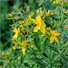 有機種子 セントジョンズワート セイヨウオトギリソウ