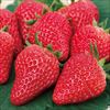 イチゴ 紅ほっぺ
