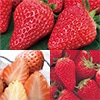 イチゴ 食べ比べ 3種セット