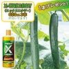 おうち野菜（R） キュウリ 夏バテ知らず 自根苗
