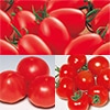 トマト食べ比べ 3種セット 5月中～下旬発送予定
