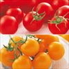 中玉トマト 食べ比べ 2種セット 4月中～下旬発送予定