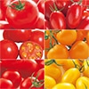トマト おすすめ 6種セット 接木苗