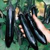 ナス 飛天長 4月中～下旬発送予定