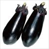 ナス 黒福 4月中～下旬発送予定