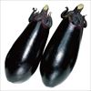 ナス 黒福 4月中～下旬発送予定