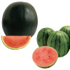 人気のスイカ 2種セット 接木苗