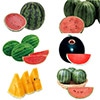 スイカ よりどりセット