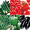 お試し野菜苗 接木苗 6種セット 4月中～下旬発送予定