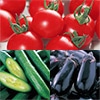 サカタのタネ おいしい野菜苗 3種セット 5月中～下旬発送予定