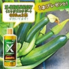 おうち野菜（R） ズッキーニ 夏みのる 自根苗