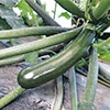おうち野菜(R) ズッキーニ ズッキーニ043 自根苗