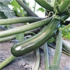 おうち野菜(R) ズッキーニ ズッキーニ043 自根苗