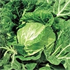 ジフィーセブンC苗 キャベツ 金系201号 3月23日～27日発送予定