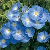 アサガオ アーリーヘブンリーブルー