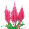 羽毛けいとう センチュリー ピンク
