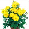 黄花コスモス わい性 リマラレモン